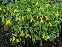 Uvularia Grandiflora Shade Garden Shade Tolerant Plants Perennials