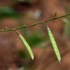 Image result for Tephrosia lupinifolia