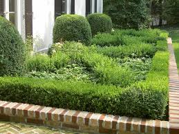 When to prune a boxwood shrub | boxwood plant, box wood shrub, boxwood landscaping. How To Plant Boxwoods