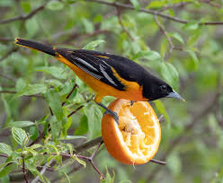 Widespread east of the great plains, baltimore orioles are often very common in open woods and groves in summer. The Baltimore Oriole Birdnote