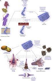 Http Www Amge It Wp Wp Content Uploads 2018 02 Alzheimer Nuovi Farmaci Pdf