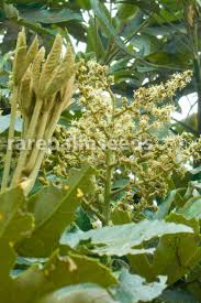 Image result for Oreosyce africana