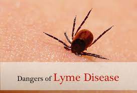 Dangers Of Lyme Disease In Dogs