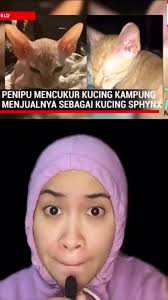 #TikTokTainment #fyp #kisahnyata #kucing #kucinglucuimut #kucinglucutiktok  #kucinglucuu #kucinglucuku #kucinglucubanget #kucinglucugemesin  #kucinglucuu😸 #kucinglucubandung #kucinglucugemoy ...
