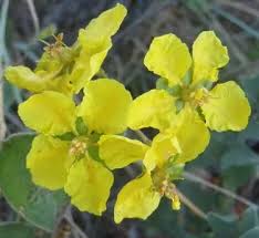 Image result for Sphedamnocarpus