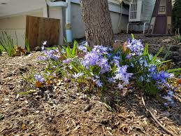 Image result for Scleria globonux