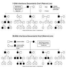 Ancestor Pedigree Chart Dna Paternalline And Mtdna