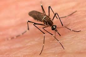 Considerations for disrupting dengue virus transmission; Myths And Facts About Dengue Lifestyle News