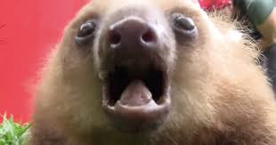 8 Greatest Gaming Sloths And How Their Slothiness Compares Baby Sloth Sloth Dog Lovers