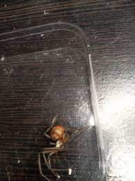 Generally, it is customary for termite control work to be guaranteed from one to five years. Https Imgur Com Gallery Jxvrakn Daily Https Imgur Com Jmwgzdf Jpg 2020 01 04t18 00 07 624z Https Imgur Com Gallery I6cvu0t Daily Https Imgur Com 9vd6tor Jpg More Comics At The Webcomic Factory Http Www Thewebcomicfactory Com Comic Tales