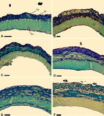 Image result for Indigofera gairdnerae