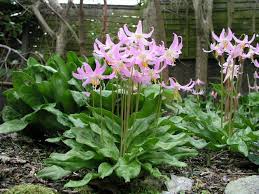 706 erythronium revolutum – skär hundtandslilja – Fridas trädgårdstankar