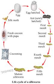 Animal Fibres Silk The Life Cycle Of A Silk Worm Silkworm Life Cycle Life Cycles Life