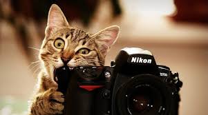 Фотограф, отзовись! В Черноморске стартовал фотоконкурс | Новости