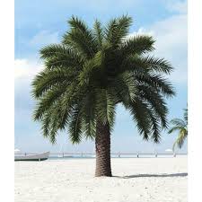 Image result for Arecaceae