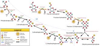 Glycolysis Flow Chart Image Biochemistry Biology Science