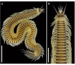 Image result for Phyllorachis