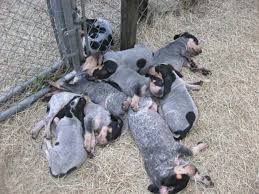 Looking for puppies for sale in texas? Blue Tick Hound Puppy Petfinder