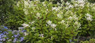 This cultivar is the earliest of hydrangea to bloom and smells sweetly of honey which will fill the entire garden. Dufthortensie Golden Crane Hydrangea Angustipetala Golden Crane