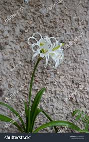 Image result for Ismene narcissiflora