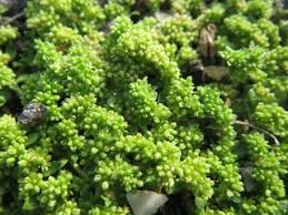 Image result for Glyphaea tomentosa