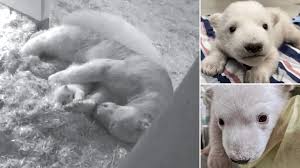 How big are polar bears compared to humans? Adorable Video Shows Mother Polar Bear Caring For Newborn Cub At Zoo Metro News