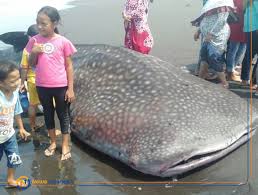 ﻿sejatinya mimpi merupakan salah satu reflex dimana hamper seluruh indra bekerja dari mulai indra perasaan, indra illustrasi ikan hiu di dalam laut ( freepik). Hiu Tutul Terdampar Di Pesisir Pantai Paseban Jember Dipercaya Datangkan Berkah News Indonesia