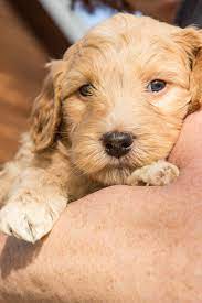 Our current litter of labradoodles for sale/adoption in the dallas fort worth (dfw) area of north texas. Lake Country Labradoodles