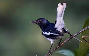 16 Perawatan Burung Kacer Karakter Tipe Panas Dan Tipe Dingin Burungnya Com