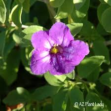 Image result for Ruellia praetermissa
