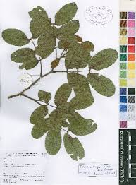 Image result for Julbernardia paniculata