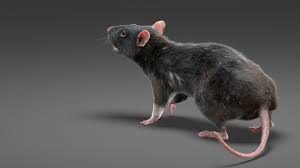 Rat 3d Model In 2020 Animals 3d Model Mammals