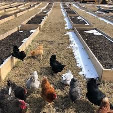 We have started this journey with two alpacas, but hope to grow our farm quickly. Pin On 2019 Cut Flower Garden