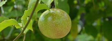 Sebelum membahas cara makan buah markisa, bacaterus akan memberi tahu anda beberapa manfaat dari buah markisa di bawah ini. Bolehkah Makan Biji Markisa Bahayakah Bolehkah Com