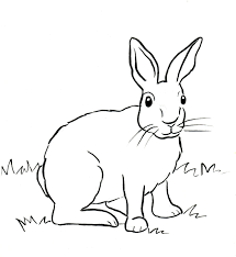 Print now > stats on this coloring page printed 51,669. Cottontail Rabbit Coloring Page Art Starts