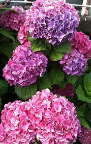 Pink Tricolor Hydrangeas By African Frames Peonies And Hydrangeas Beautiful Flowers Hydrangea Flower