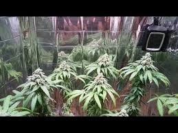 This grow light is a newly launched state of the art led with the bandwidth, heat management, and power switching ability that makes it a clear #1 choice. Review Of The Ygrow 600 Watt 3500k Led Grow Light By Mylittlepeaceofheaven