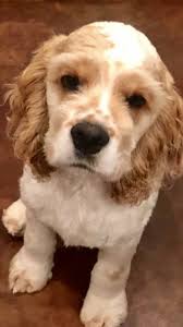 Parti American Cocker Spaniel Black And White Red And White Parti Cocker Spaniel Meet Tucker Cockerpuppy Puppies And Kitties American Cocker Spaniel Cocker Spaniel Puppies