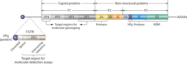 Rhinoviruses are composed of a capsid, that contains four viral. Human Rhinoviruses Clinical Microbiology Reviews