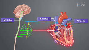 Image result for Cardiac Output