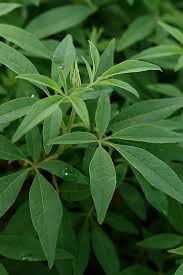 Image result for Vitex mombassae