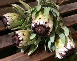 Image result for Protea micans