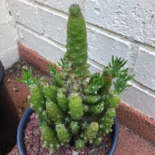 Buy opuntia plant full sun cactus & succulent plants and get the best deals at the lowest prices on ebay! Austrocylindropuntia Subulata F Monstrosa Christmas Tree Cactus Eve S Pin Eve S Needle Uploaded By Yougrowgirl