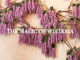 Wisteria S Healing Arts Home Facebook