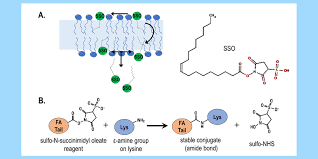 Image result for Fatty Acid