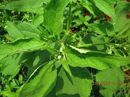 Image result for Blainvillea gayana