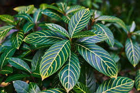 Image result for Sanchezia