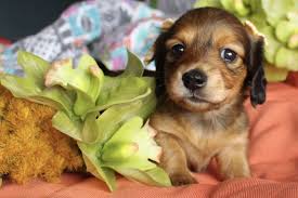 Shaded Red Longhair Miniature Dachshund Puppies For Sale Dachshund Puppies For Sale Dachshund Puppies Dachshund Puppy Long Haired