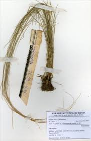 Image result for Microchloa