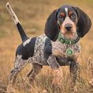A Complete Guide To The Blue Tick Beagle Dog – All Things Dogs